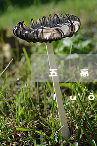 五類高發(fā)電信網(wǎng)絡(luò)詐騙案件曝光！你有沒有中招？